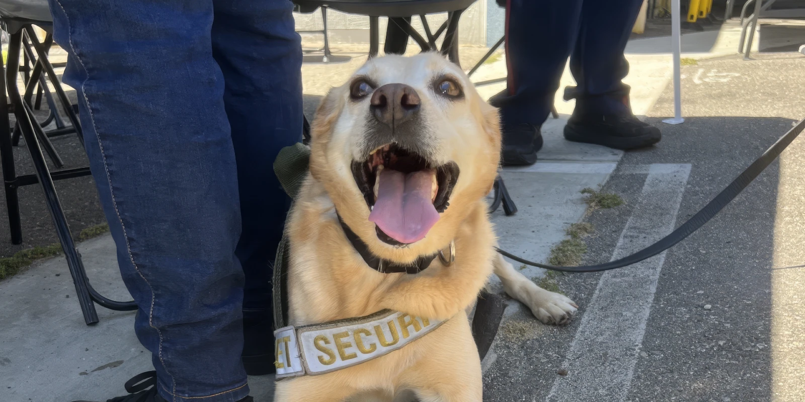 Geschirr abgehängt: Sicherheits-Hund Benny geht stilvoll in den Ruhestand im Disneyland Resort