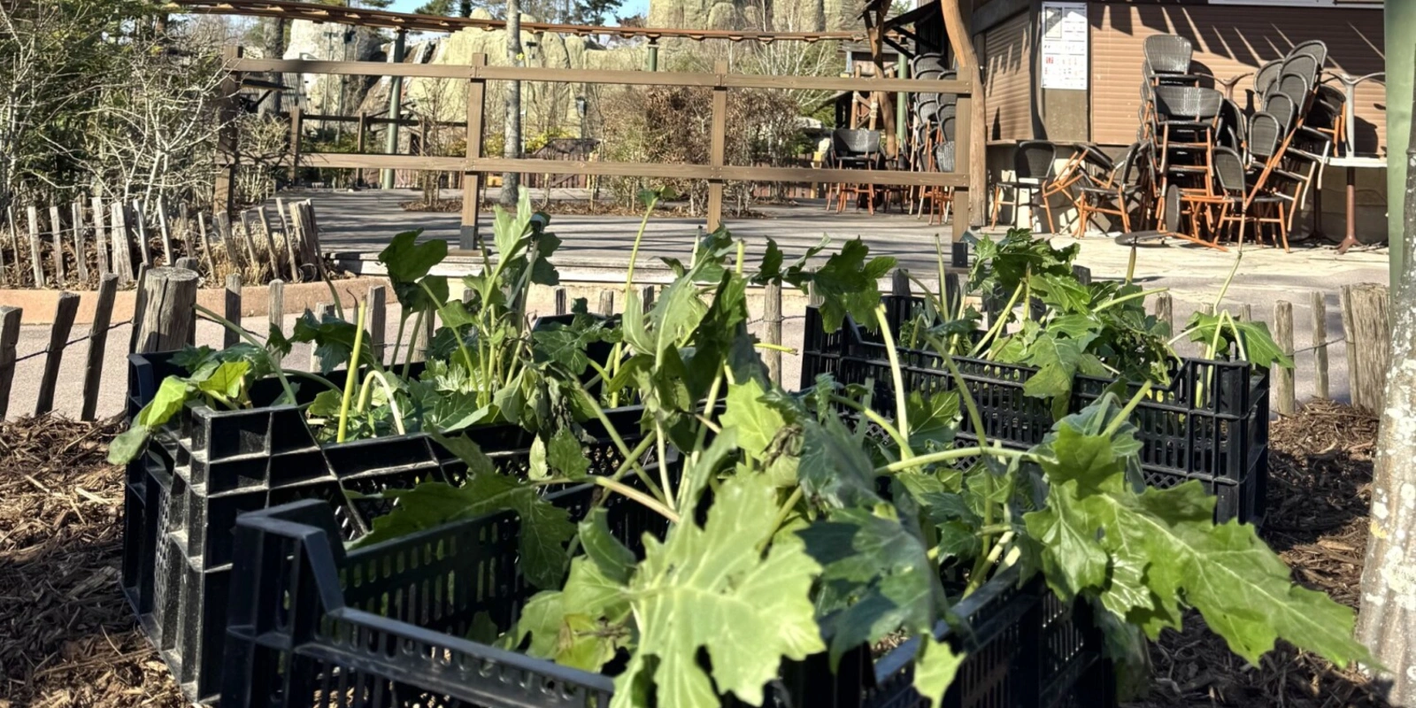 Parc Astérix: Greening Backstage for Greater Biodiversity